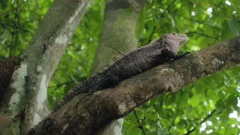 Black Spiny-Tailed Iguana Resting on Tree Branch in Tropical Rainforest. Stock Footage 338370567