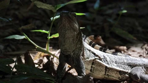 Black spiny-tailed iguana sit in leaf litter in lowland rainforest undergrow Stock Footage 153374422