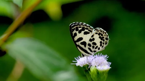 Black spot butterfly get nectar from flower and the fly away Stock Footage 117010839