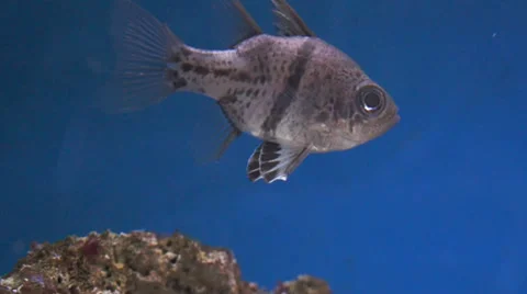 Black Spot Cardinalfish Stock Footage 32325653