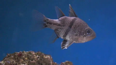 Black Spot Cardinalfish Stock Footage 32325701