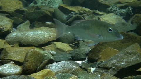 Black Spot Emperor fish casually swimming on rocky ocean floor, slow Stock Footage 129814977