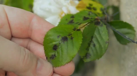 Black spot on rose Stock Footage 11146682