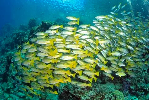 Black Spot Snapper Stock Photos