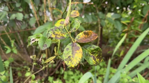 Black spots on rose leaves Stock-Footage 247620251