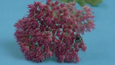 A black spotted bug climbs the inflorescence. Stock Footage 256825416