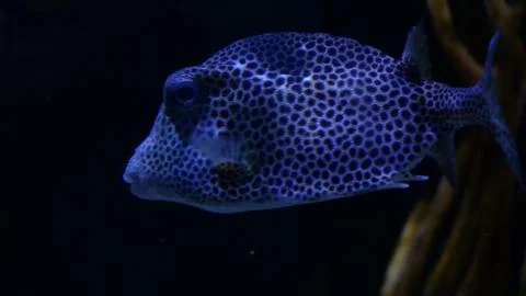 Black spotted dark grumpy looking fish Fotos Stock