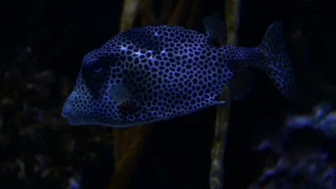 Black spotted dark grumpy looking fish Fotos Stock