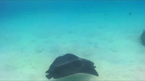 Black Spotted Eagle Ray Foraging in Shallow Water Near Coral Видео 343728234