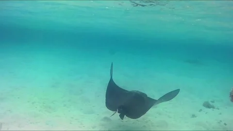 Black Spotted Eagle Ray Foraging in Shallow Water Near Coral 库存影片 343728237