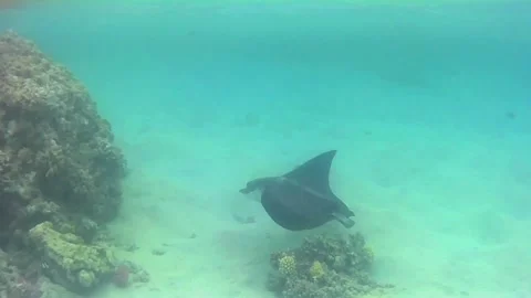 Black Spotted Eagle Ray Foraging in Shallow Water Near Coral Vídeos de archivo 343728285