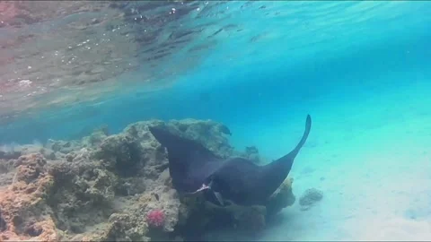 Black Spotted Eagle Ray Foraging in Shallow Water Near Coral Vídeo Stock 343728286