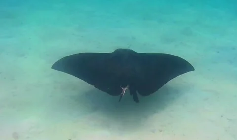Black Spotted Eagle Ray Foraging in Shallow Water Near Coral Stock Footage 343728297