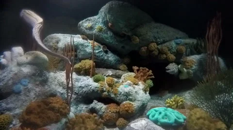 Black Spotted Eel Swimming Quickly From Right to Left. Stock Footage 46952538