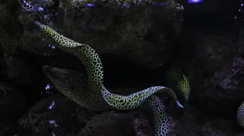 Black Spotted Moray Eel 6 스톡 동영상 38157548