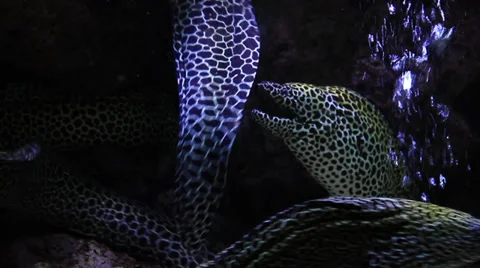 Black Spotted Moray Eel 스톡 동영상 38120887