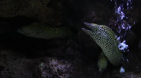 Black Spotted Moray Eel 스톡 동영상 38122108