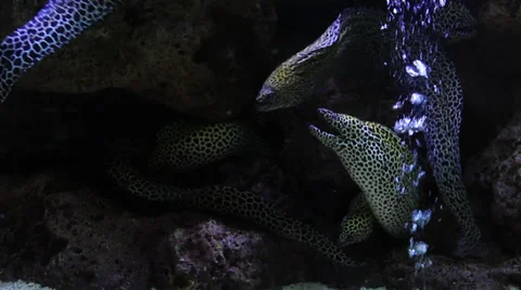 Black Spotted Moray Eel 스톡 동영상 38123347