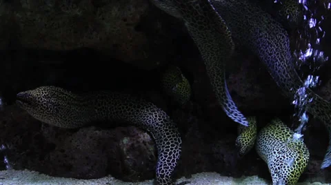Black Spotted Moray Eel 스톡 동영상 38156976