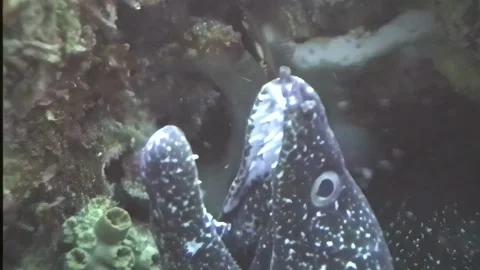 BLACK SPOTTED MORRAY EEL 1 Video stock 306496587