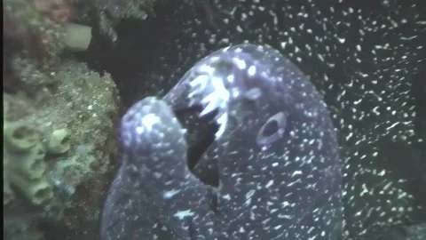 BLACK SPOTTED MORRAY EEL 2 Stock Footage 306529823