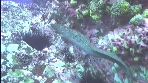BLACK SPOTTED MORRAY EEL 3 Stock Footage 306529078