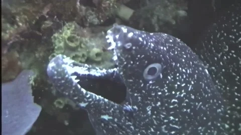 BLACK SPOTTED MORRAY EEL 4 Stock Footage 306529886
