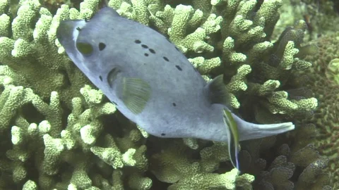 Black-Spotted Puffer (Dog-face puffer) Arothron nigropunctatus Video stock 89596096