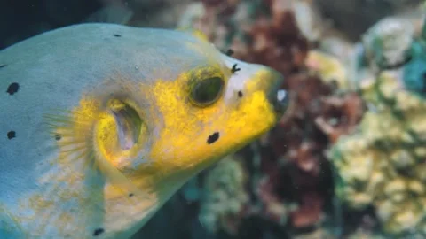 Black-spotted puffer fish explores reefs of Philippines Stock Footage 246249425