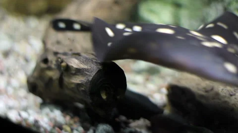 Black  spotted  stingray 0510 Stock Footage 27827336
