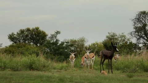 Black Springbok Leading Heard of Normal Springbok Stock Footage 146513523