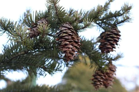 Black spruce - cones Stock Photos