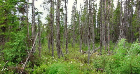 Black spruce forest / Hand held / Zooming in Vídeo Stock 130983865
