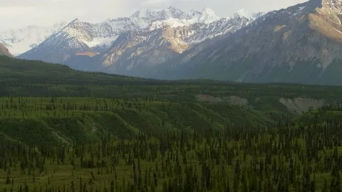 Black spruce trees with large mountains in the Matanuska Valley, Alaska Video stock 230958392