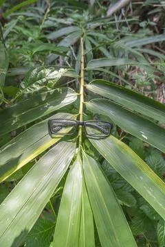 Black square eyeglass frames on bamboo leaves. square eyeglass frames in the  Stock Photos