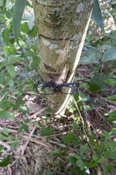 Black square eyeglass frames on a tree trunk. square eyeglass frames in the p Stock Photos
