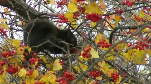 Black Squirrel and Berries Video stock 12540158