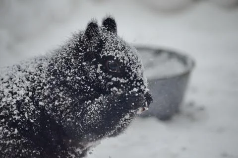 Black squirrel in a blinding snowstorm  Stock Photos