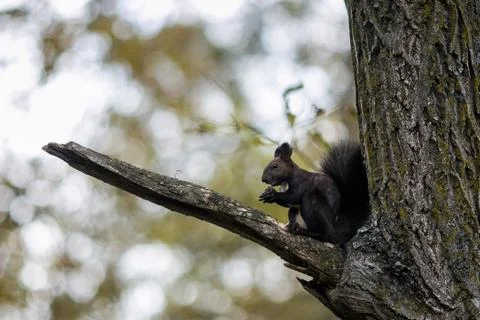Black squirrel on a branch with a nut in its paws in the autumn forest Stock Photos