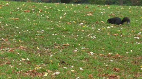 Black Squirrel in Canada 스톡 동영상 12540711