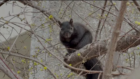 Black squirrel chewing and looking at camera on tree branch Stock Footage 331318505