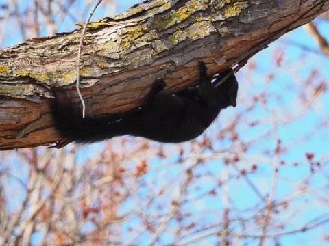 Black Squirrel Clinging Upside Down on Oak Tree (Springtime) Stock Photos