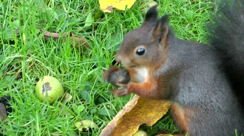 Black squirrel close up Stock Footage 887790