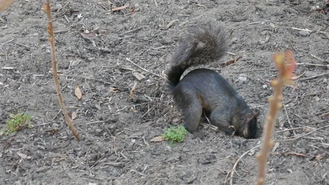 Black squirrel digging in the dirt 4K Видео 93424697