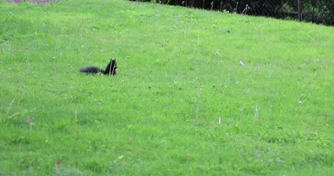 Black squirrel eating alone in wide green grass field Stock Footage 320022068