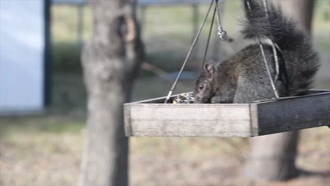 Black squirrel eating from birdfeeder Stock Footage 230169184