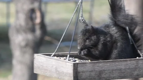 Black squirrel eating from birdfeeder Stock Footage 230169200