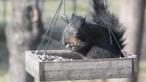 Black squirrel eating from birdfeeder Stock Footage 230169518