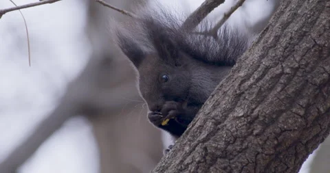 Black squirrel eating on a branch Video stock 265207171