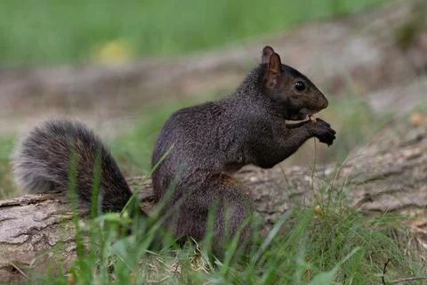 Black squirrel eating in Central Park grass Stock Photos